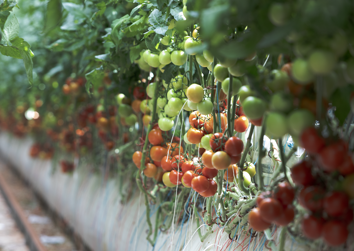 Cherry tomatoes on a vine