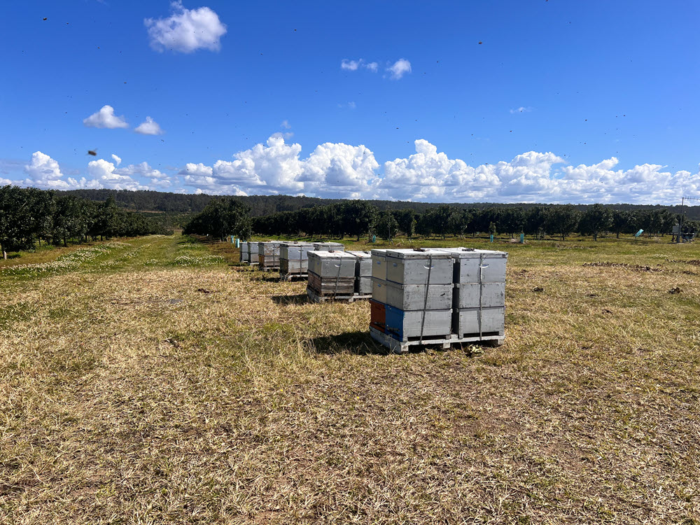 Boombera Park - Bee hives
