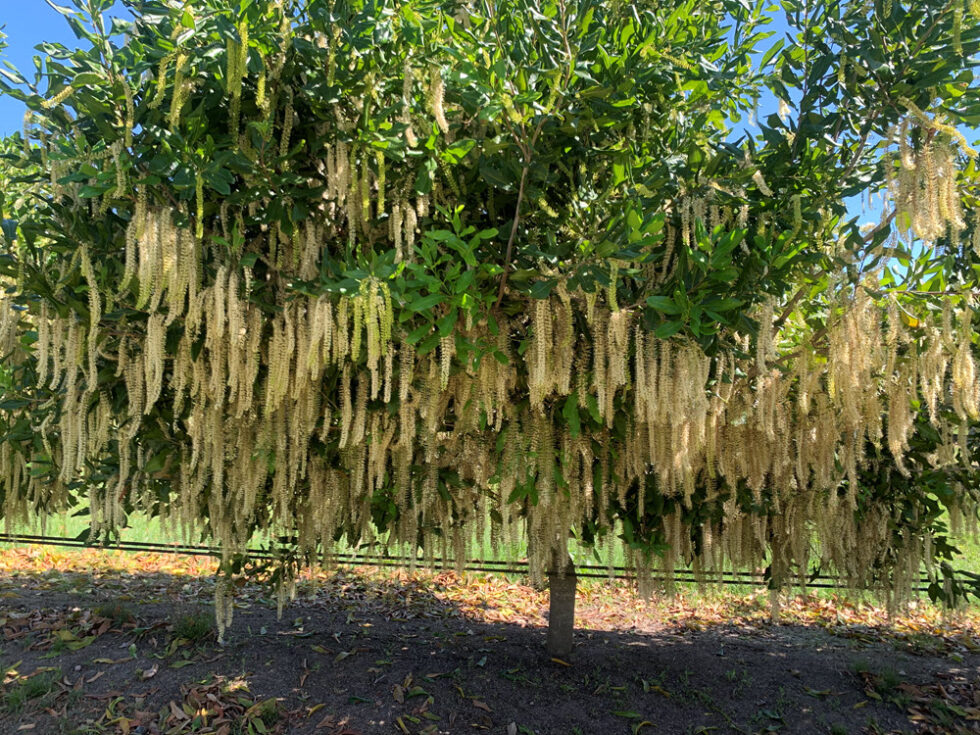 Boombera Park - Pollinating trees
